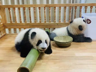 Tour privato di un’intera giornata Panda trip e visita della città personalizzata